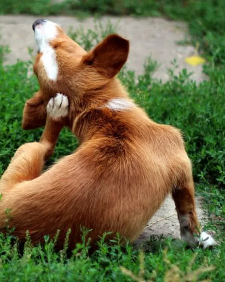 Cachorro se coçando na grama
